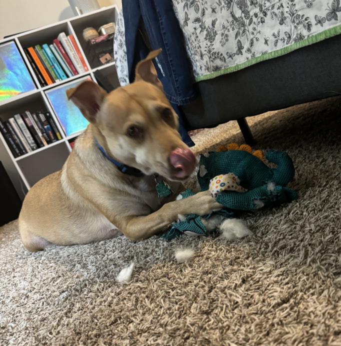 Shiloh — thumbnail 6