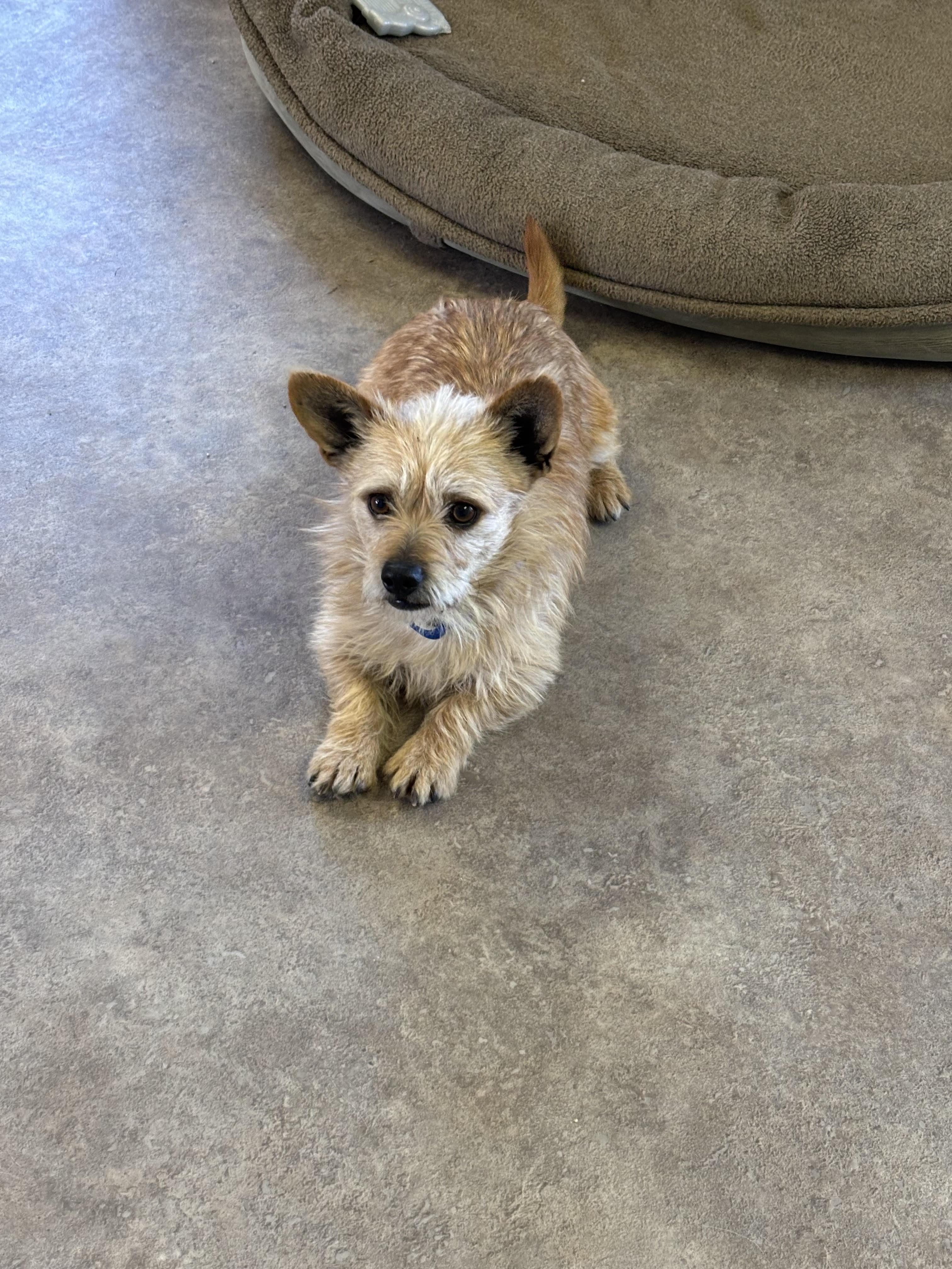 Cosmo, ADOPTABLE, Adult Male Mixed Breed.