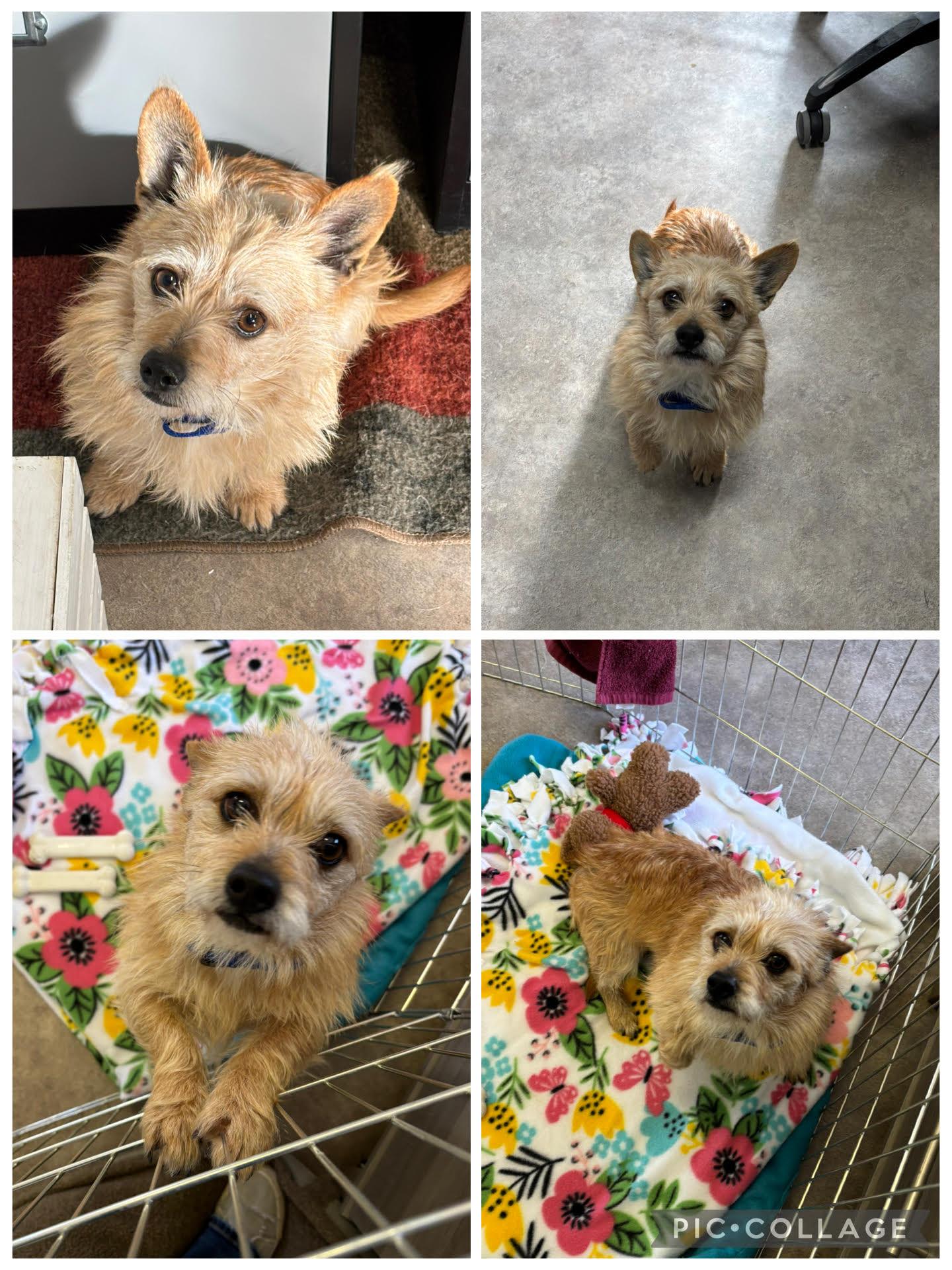 Enlarge Cosmo, an adoption pending Mixed Breed in Rock Springs, WY image 2/2