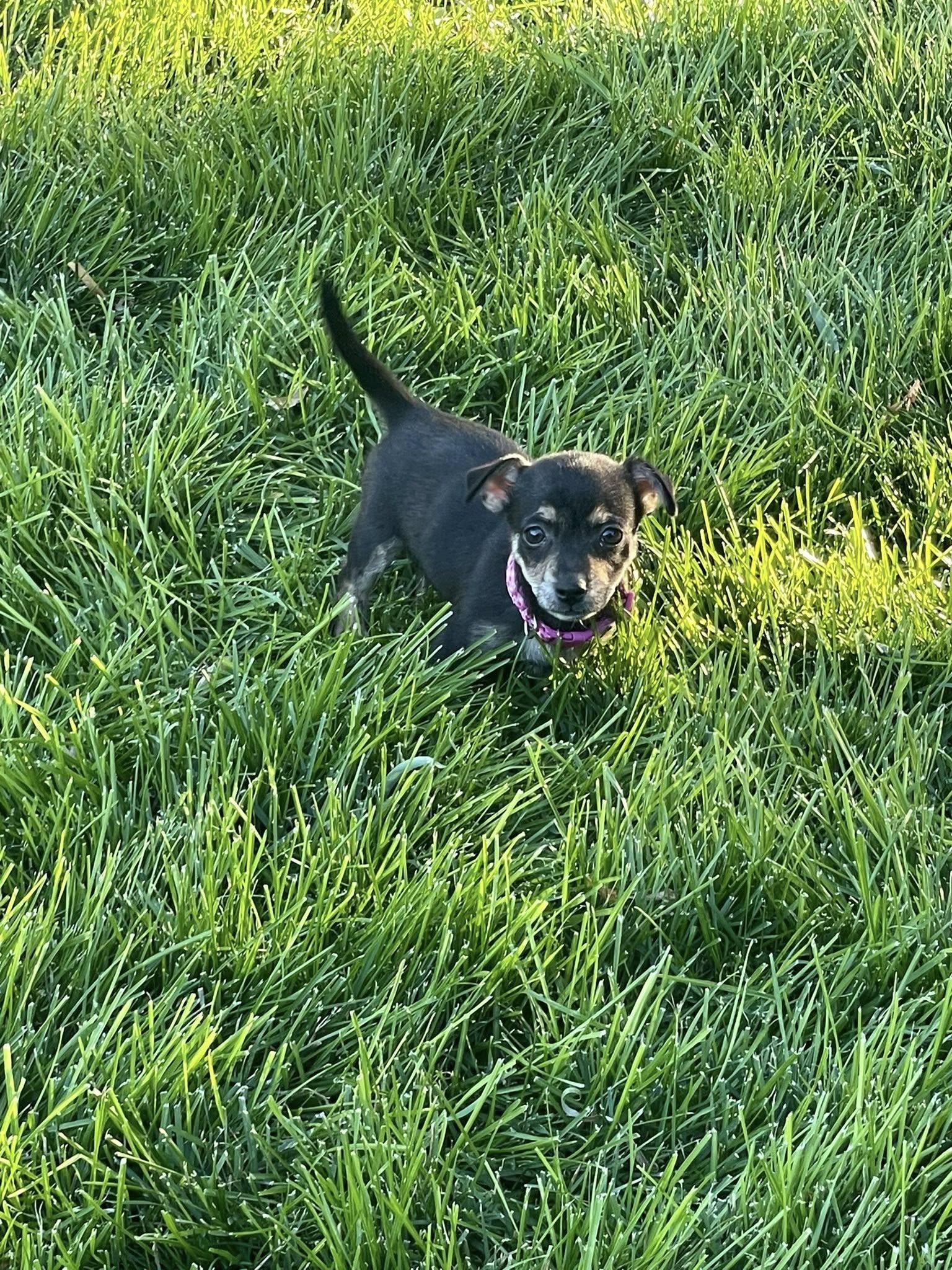 Enlarge Winnie, a Adoptable Chihuahua in West Richland, WA image 4/6