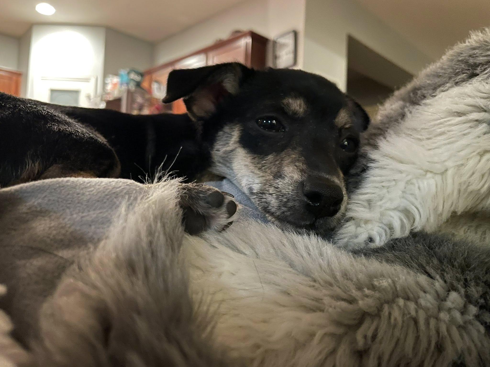 Enlarge Winnie, a Adoptable Chihuahua in West Richland, WA image 5/6