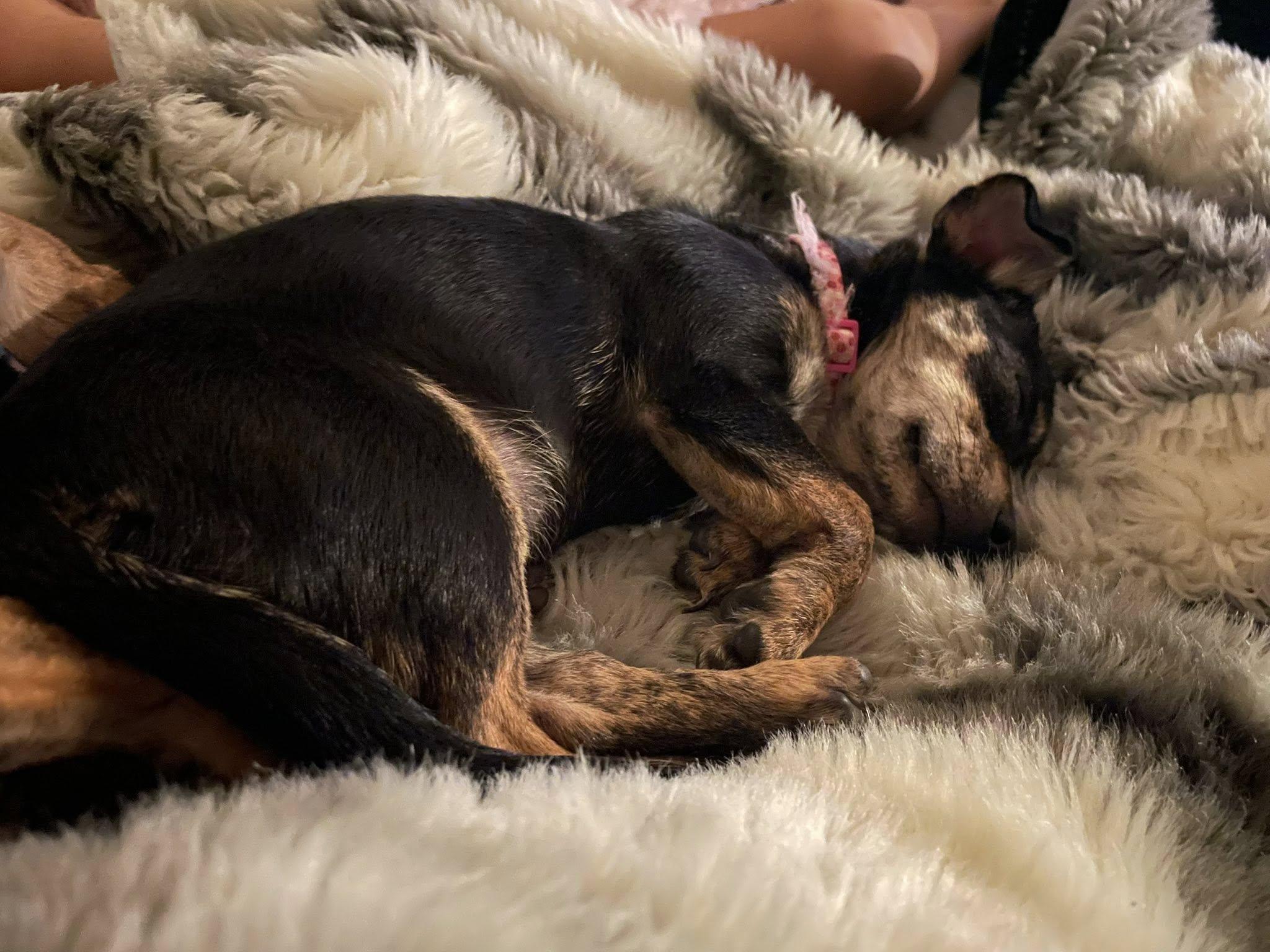 Enlarge Winnie, a Adoptable Chihuahua in West Richland, WA image 6/6