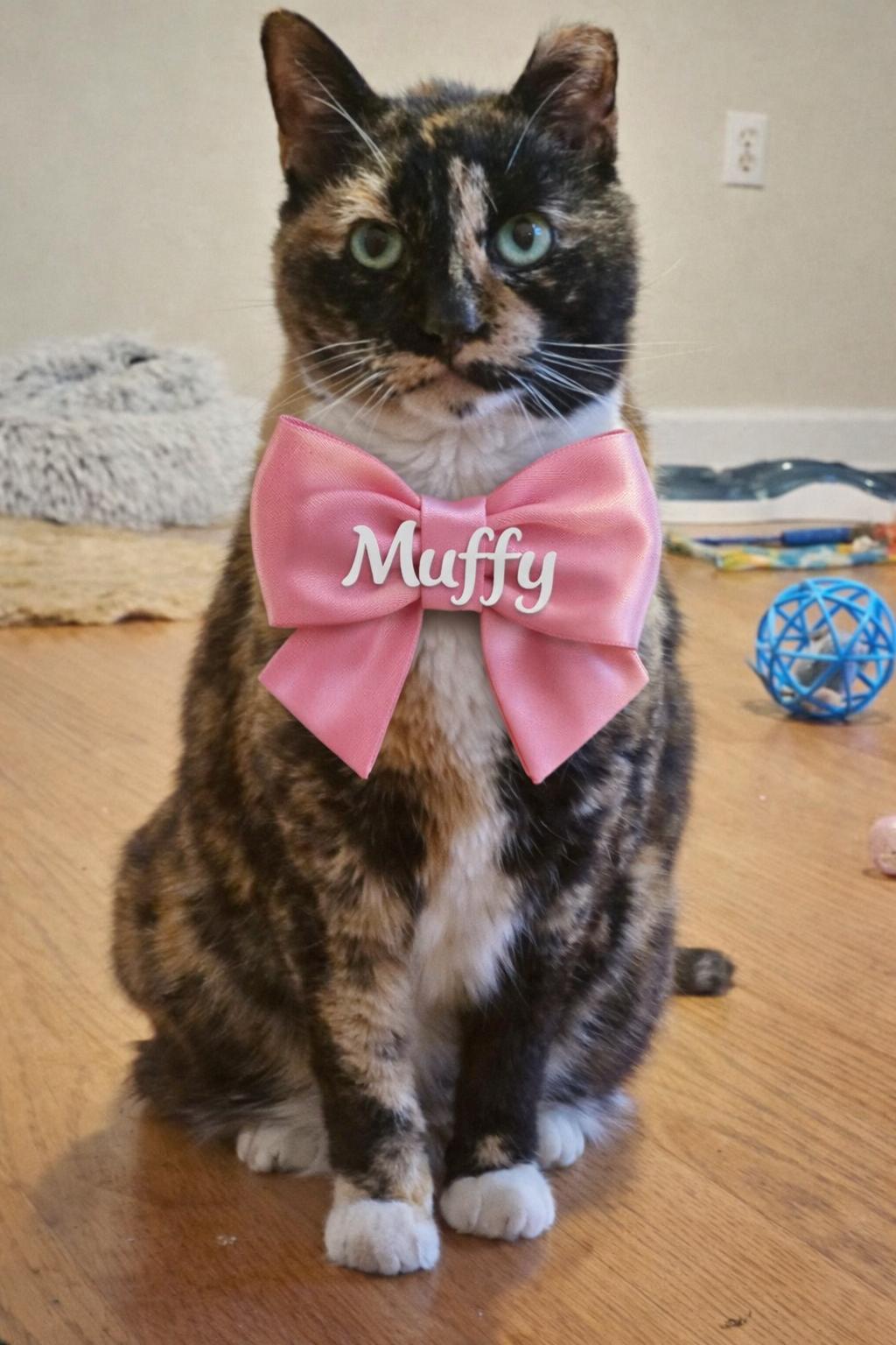 Enlarge Muffy, a Adoptable Tortoiseshell in Myrtle Beach, SC image 5/5