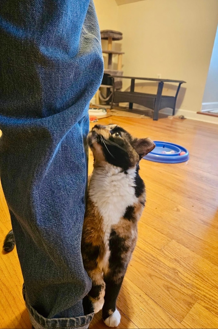 Muffy, a Adoptable Tortoiseshell in Myrtle Beach, SC image 1/4