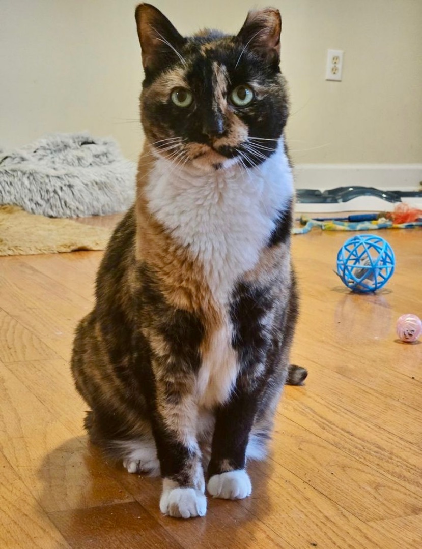 Muffy, a Adoptable Tortoiseshell in Myrtle Beach, SC image 2/4