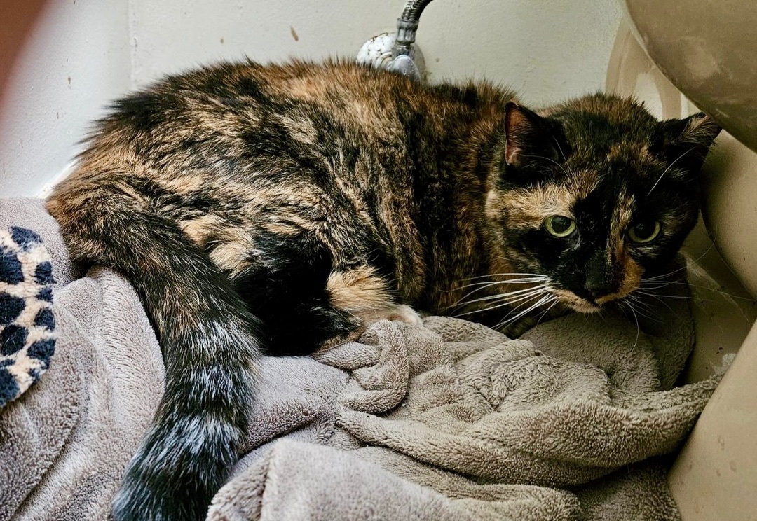 Muffy, a Adoptable Tortoiseshell in Myrtle Beach, SC image 3/4