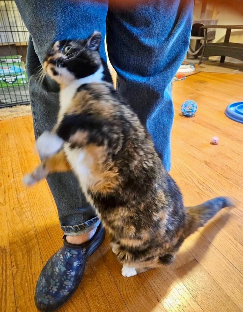 Muffy, a Adoptable Tortoiseshell in Myrtle Beach, SC image 4/4