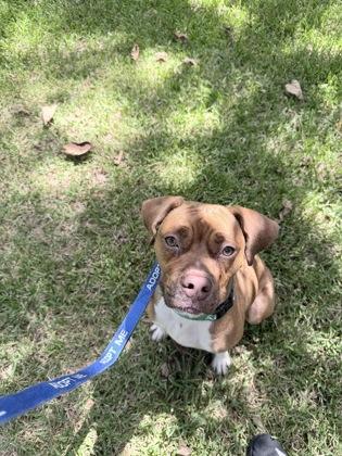 Churro, Adoptable, Adult Male Mixed Breed & Boxer.
