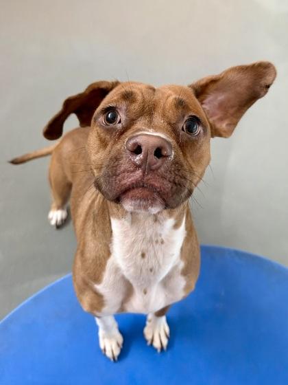 Churro, a Adoptable mixed breed in New Orleans, LA image 2/3