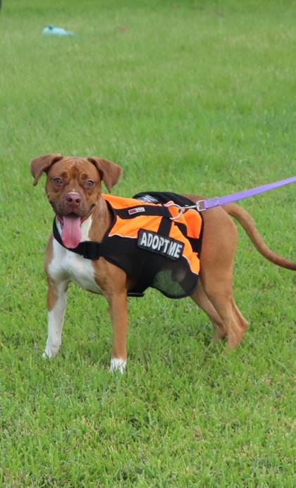 Churro, a Adoptable mixed breed in New Orleans, LA image 3/3
