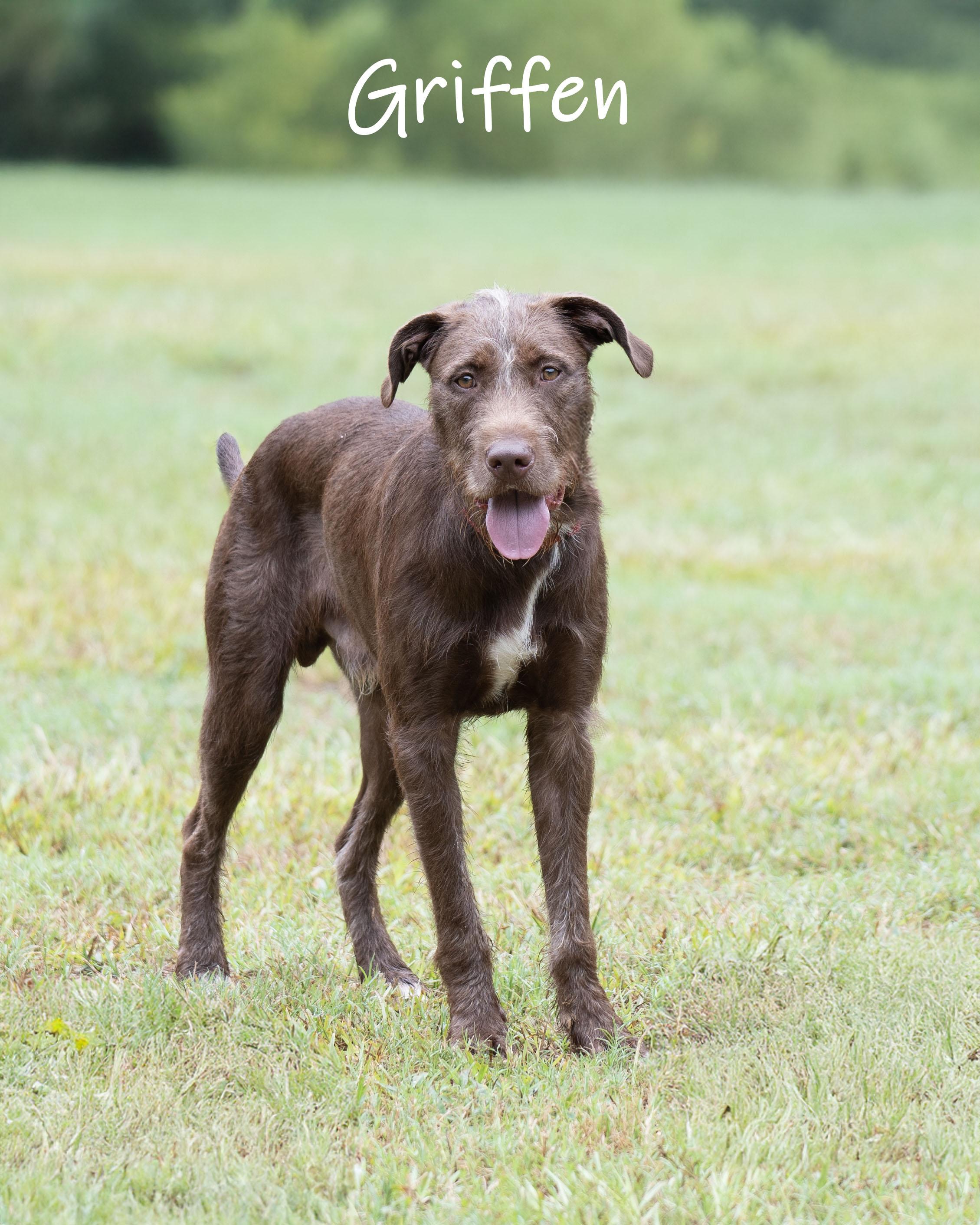 Enlarge Griffen, a Adoptable mixed breed in Bishop, GA image 1/6