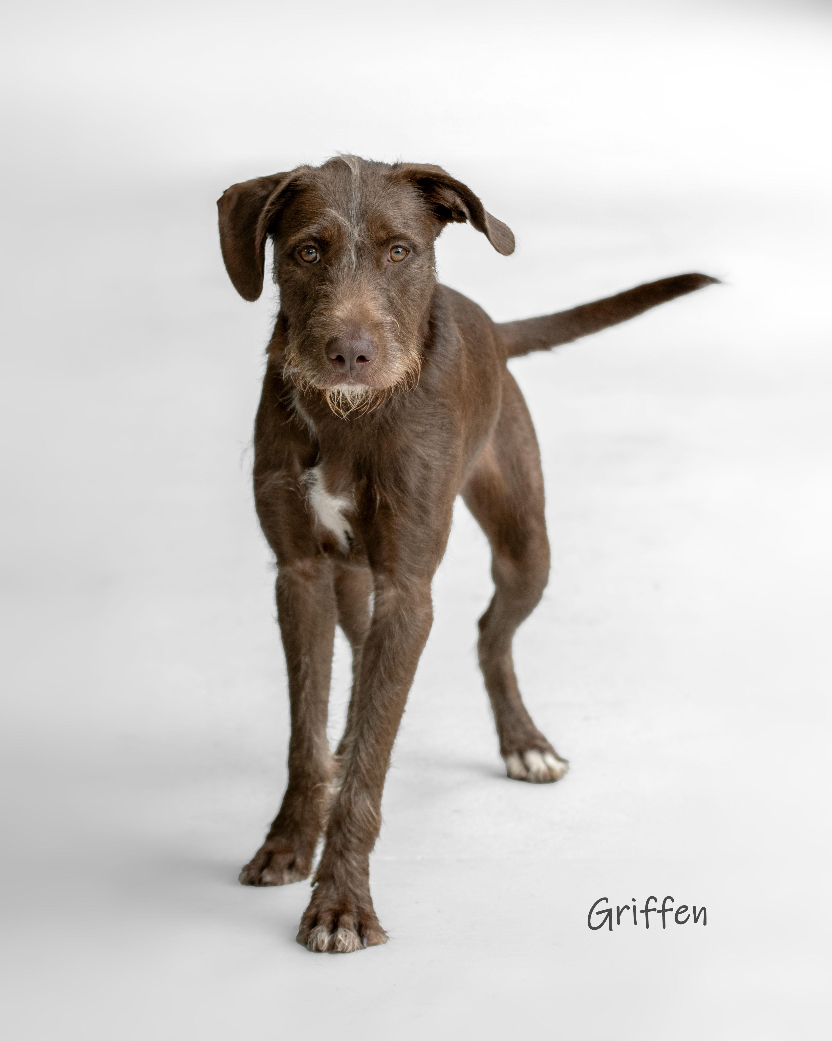 Enlarge Griffen, a Adoptable mixed breed in Bishop, GA image 2/6