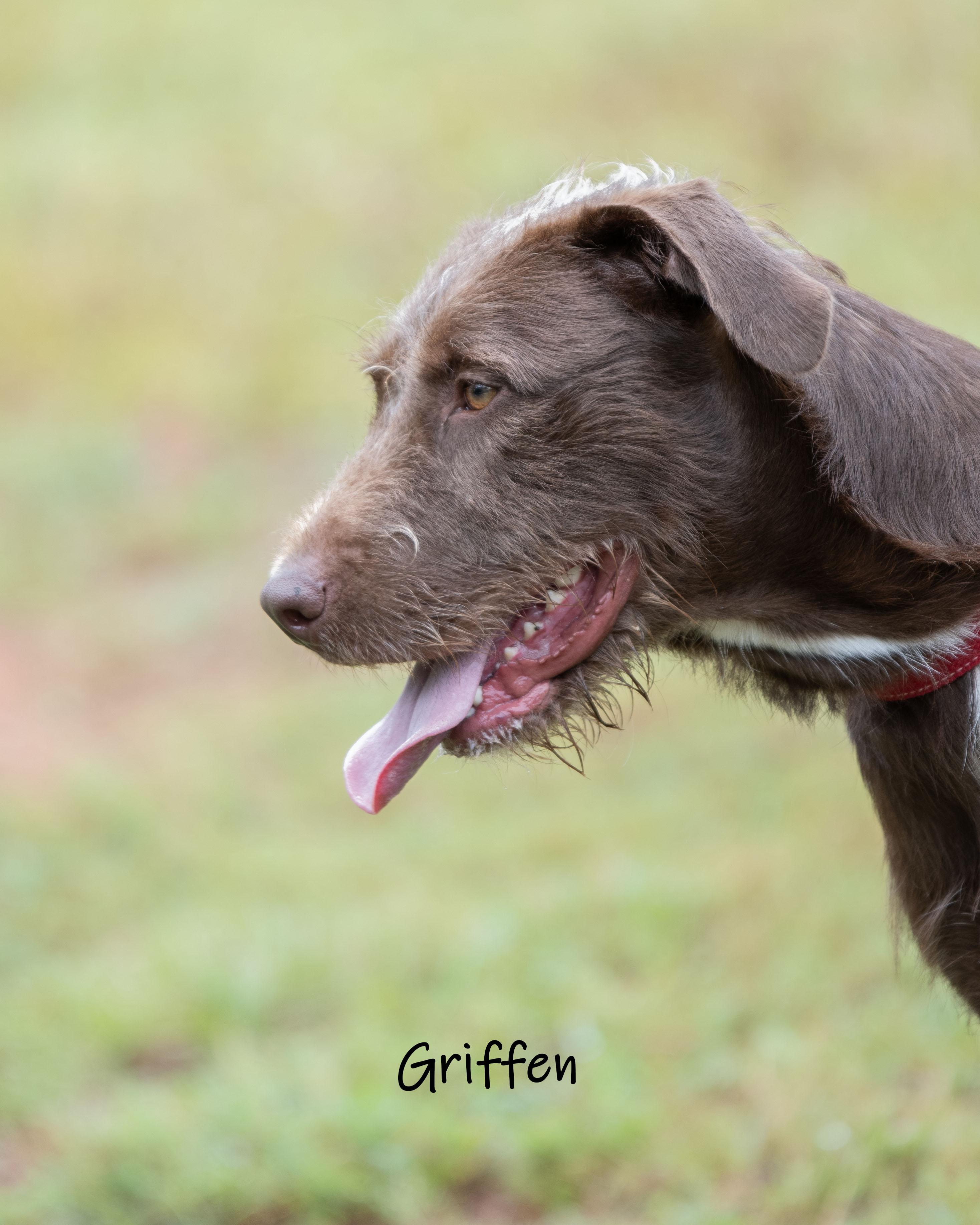 Enlarge Griffen, a Adoptable mixed breed in Bishop, GA image 5/6