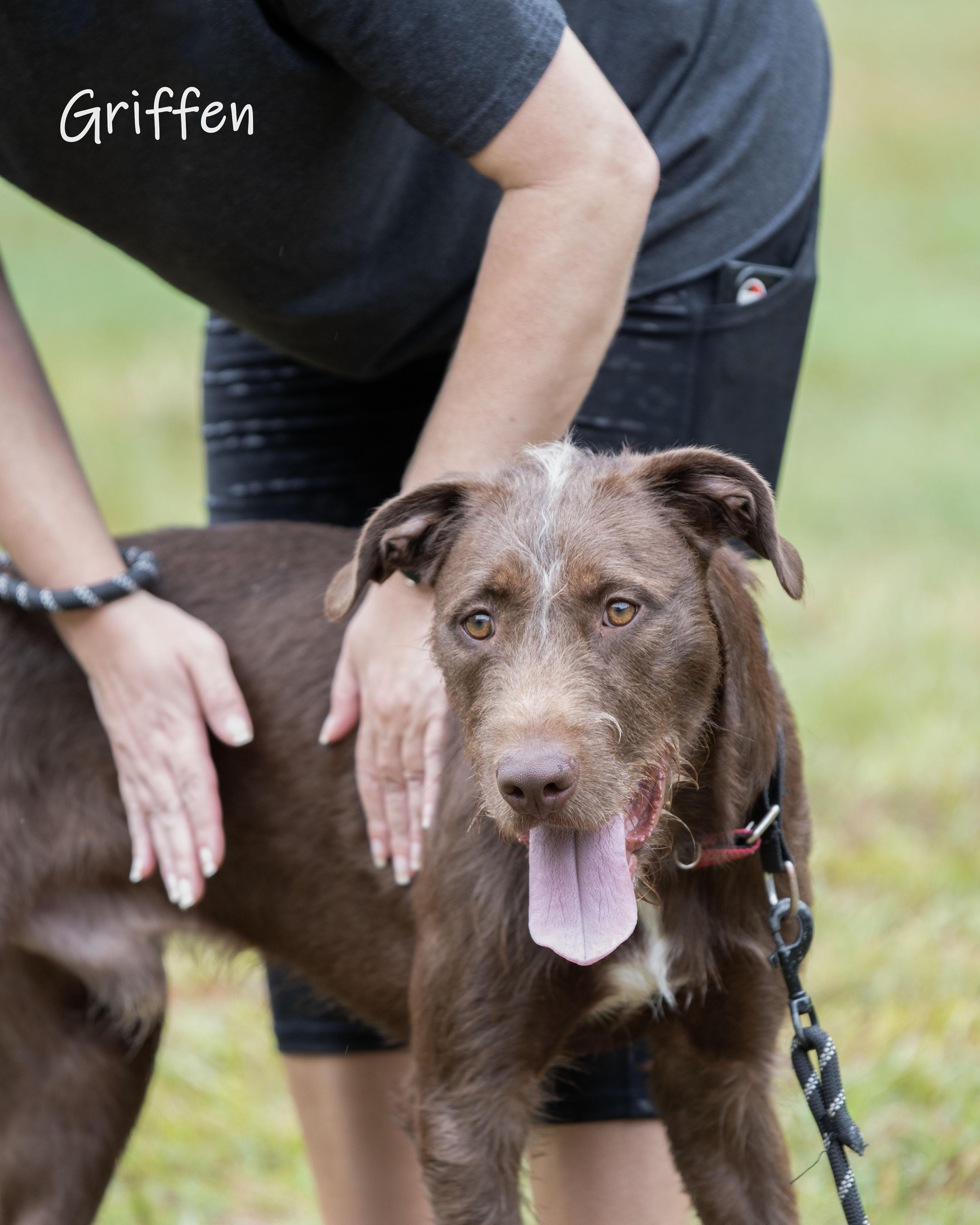 Enlarge Griffen, a Adoptable mixed breed in Bishop, GA image 4/6