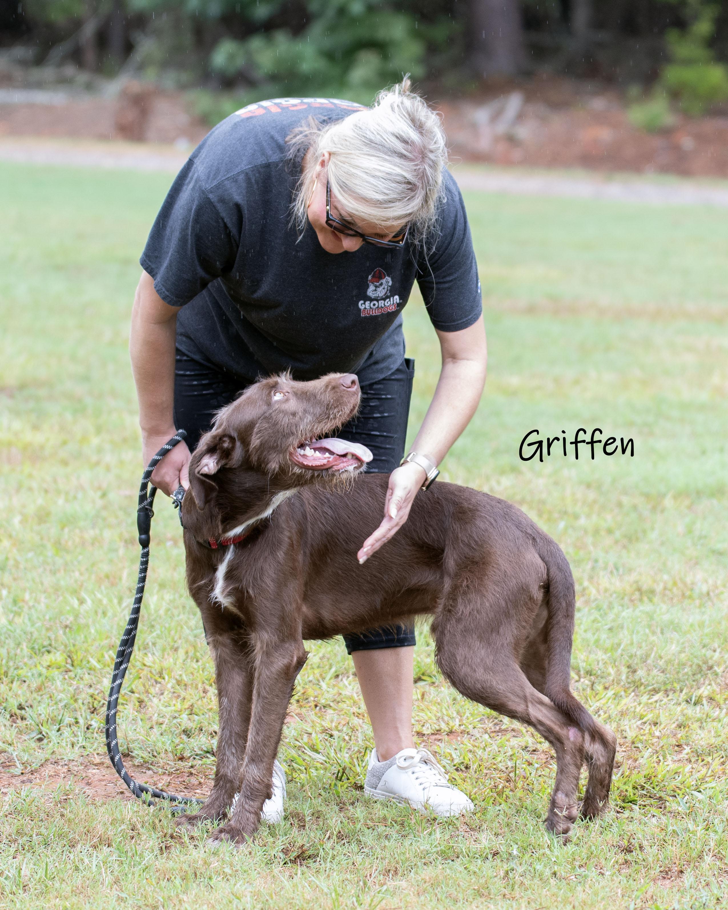 Enlarge Griffen, a Adoptable mixed breed in Bishop, GA image 6/6