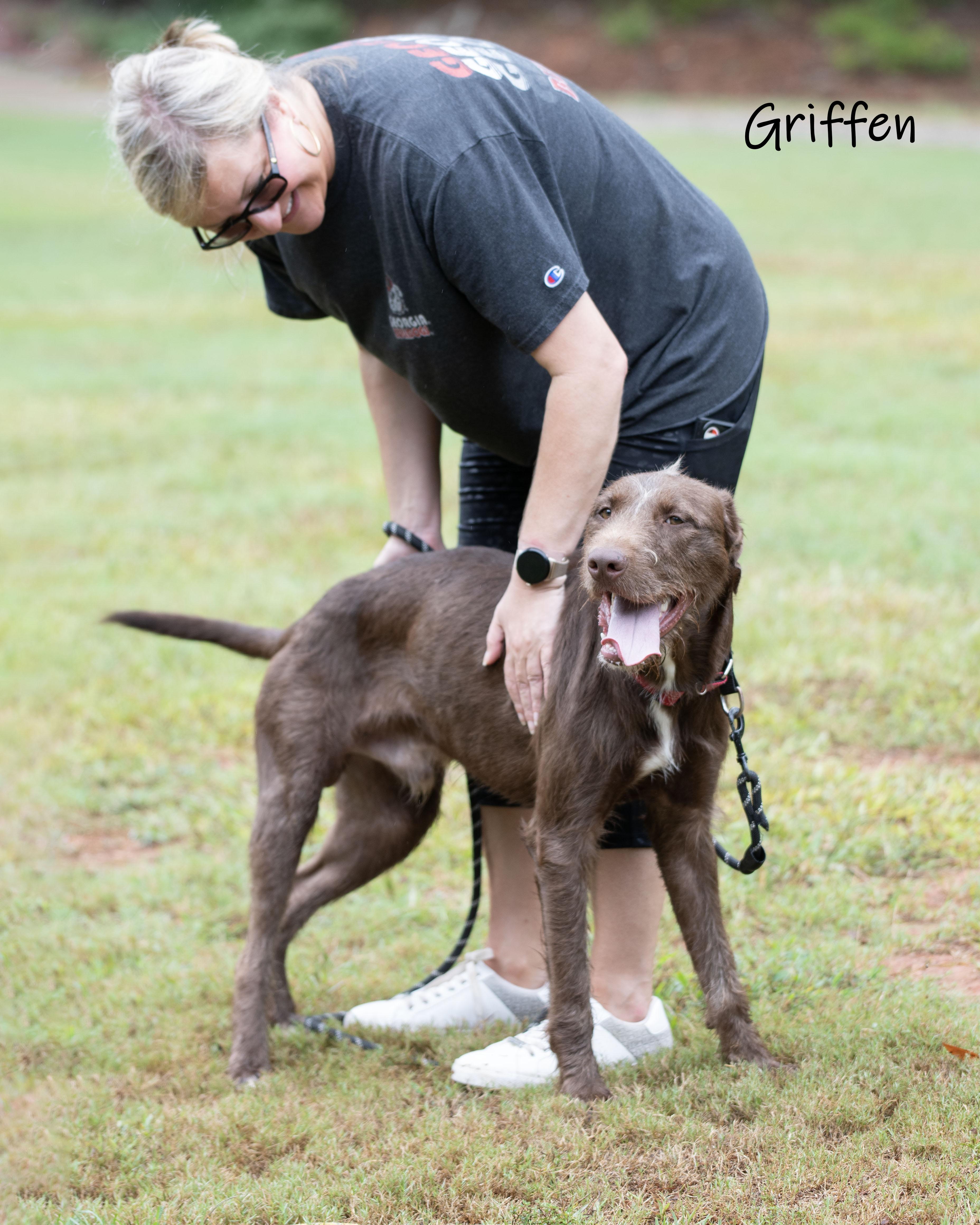Enlarge Griffen, a Adoptable mixed breed in Bishop, GA image 3/6