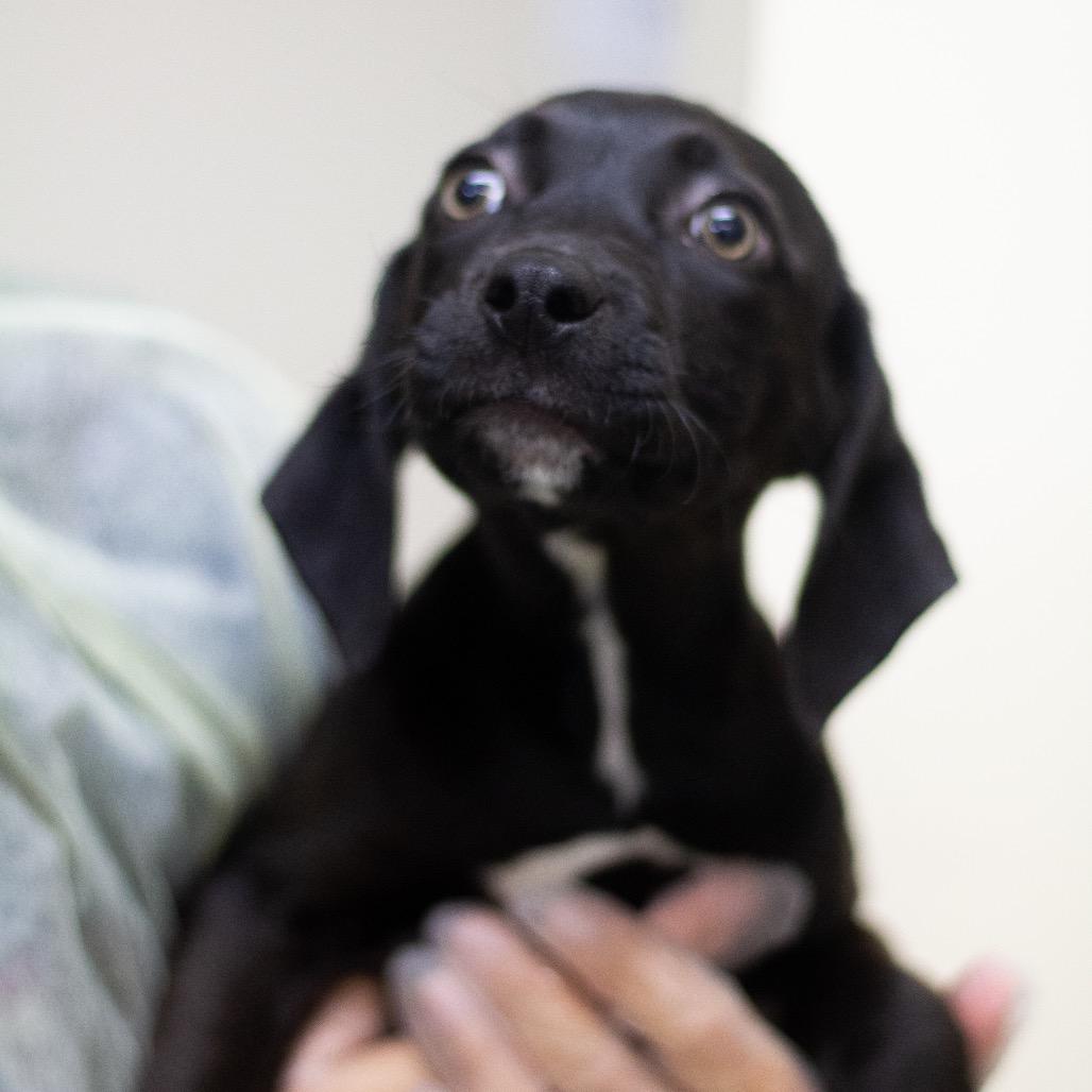 Delilah 22103 — thumbnail 2