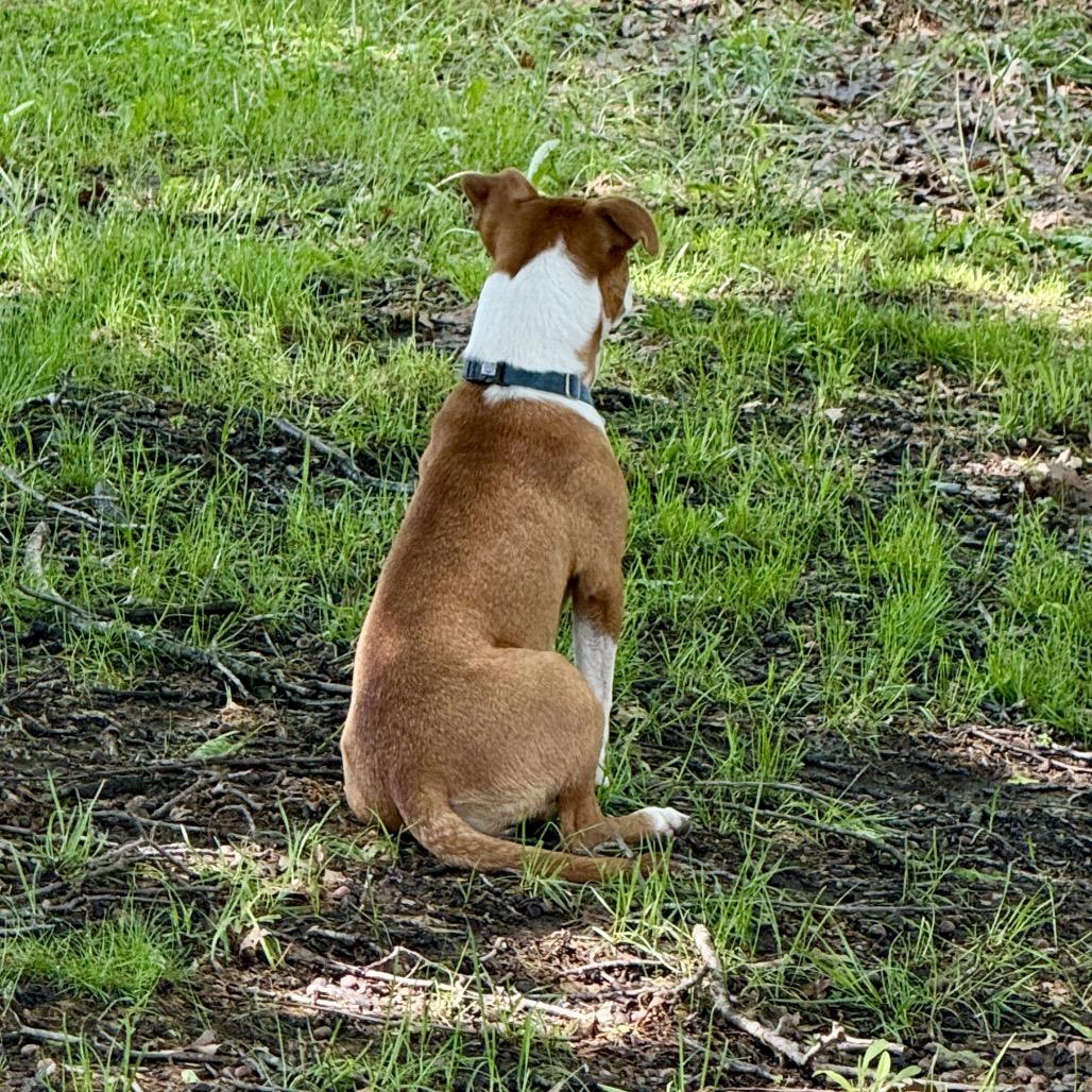 Peggy, Adoptable, Young Female Cardigan Welsh Corgi & Mixed Breed.