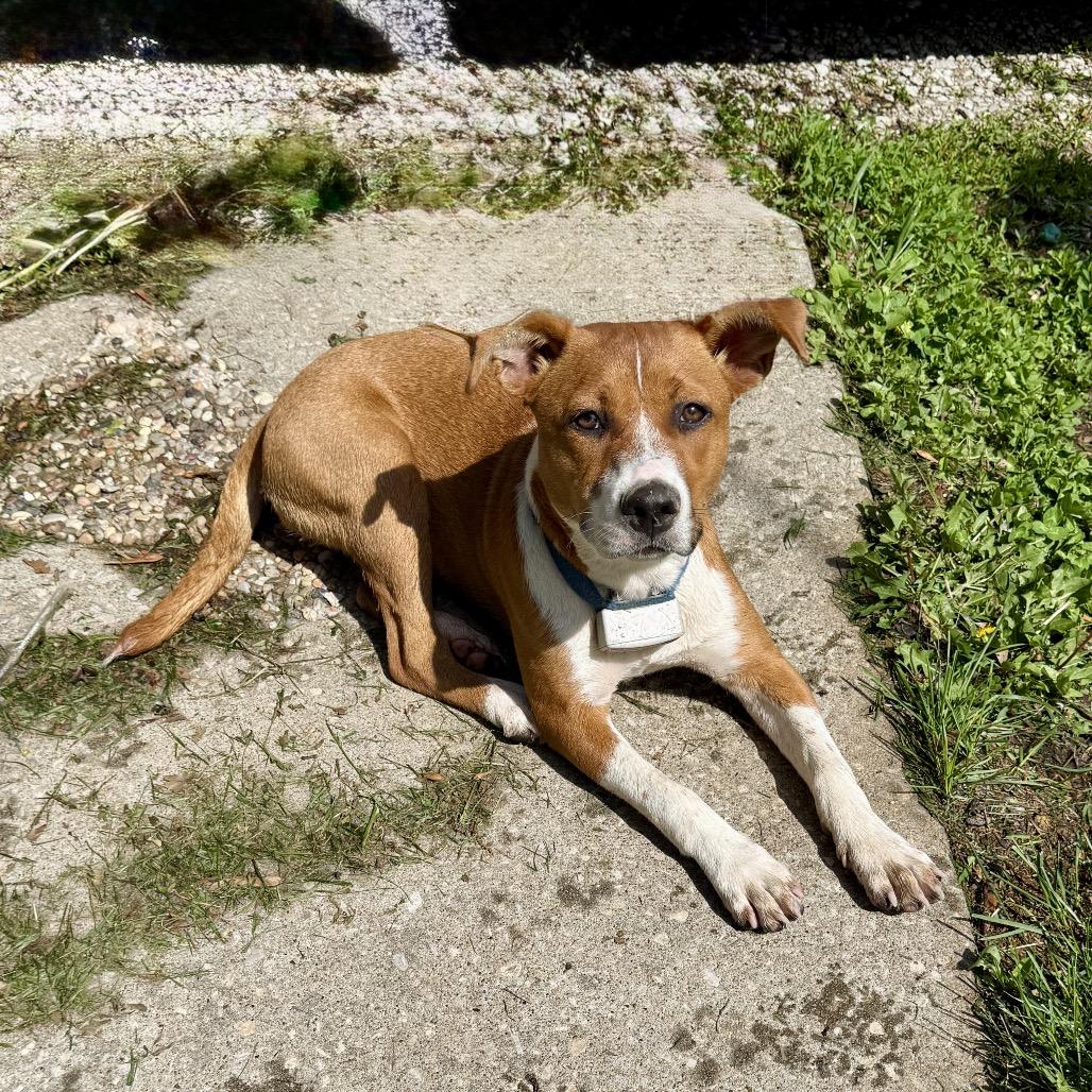 Enlarge Peggy, a Adoptable mixed breed in Overland Park, KS image 2/5