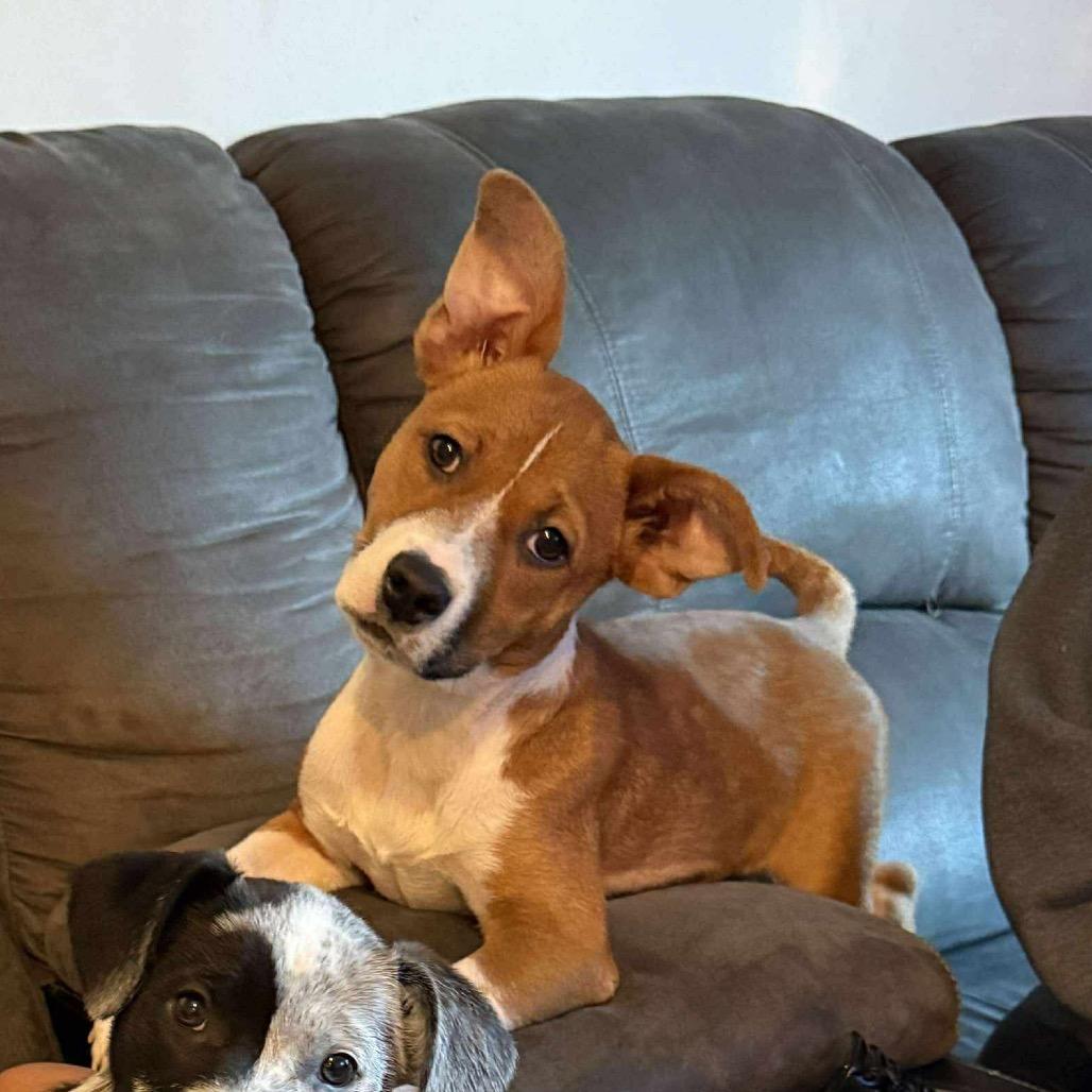 Peggy, a Adoptable mixed breed in Overland Park, KS image 1/3