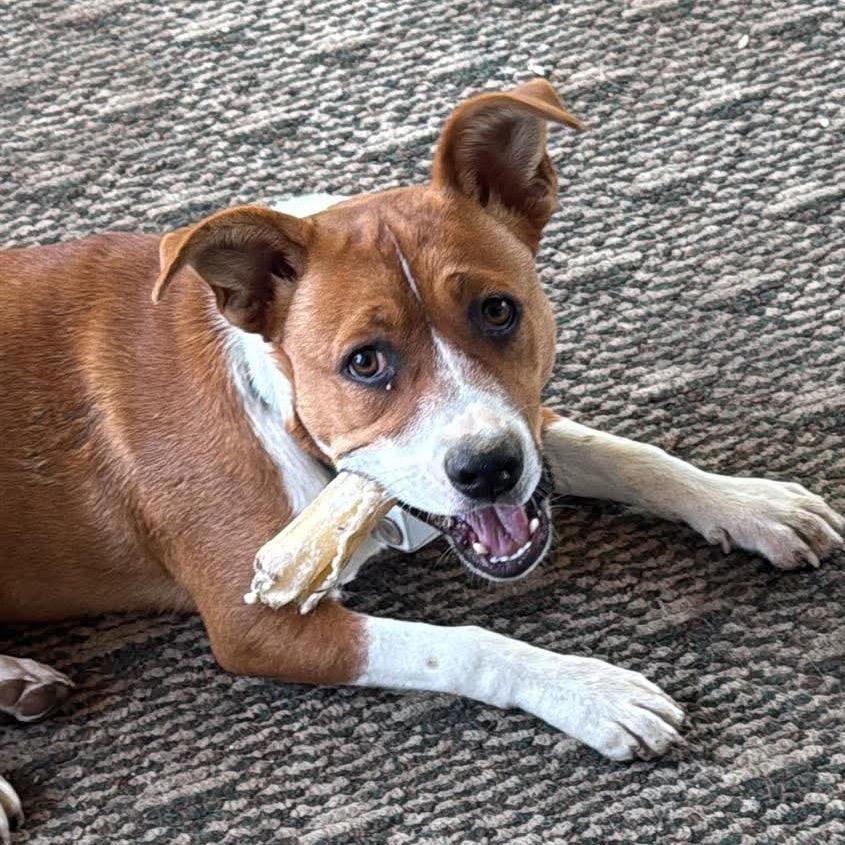 Enlarge Peggy, a Adoptable mixed breed in Overland Park, KS image 3/5