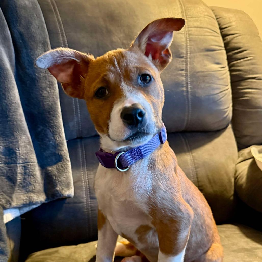 Peggy, Adoptable, Puppy Female Beagle & Terrier.