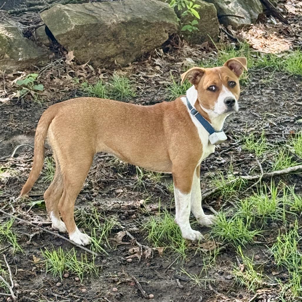 Enlarge Peggy, a Adoptable mixed breed in Overland Park, KS image 4/5