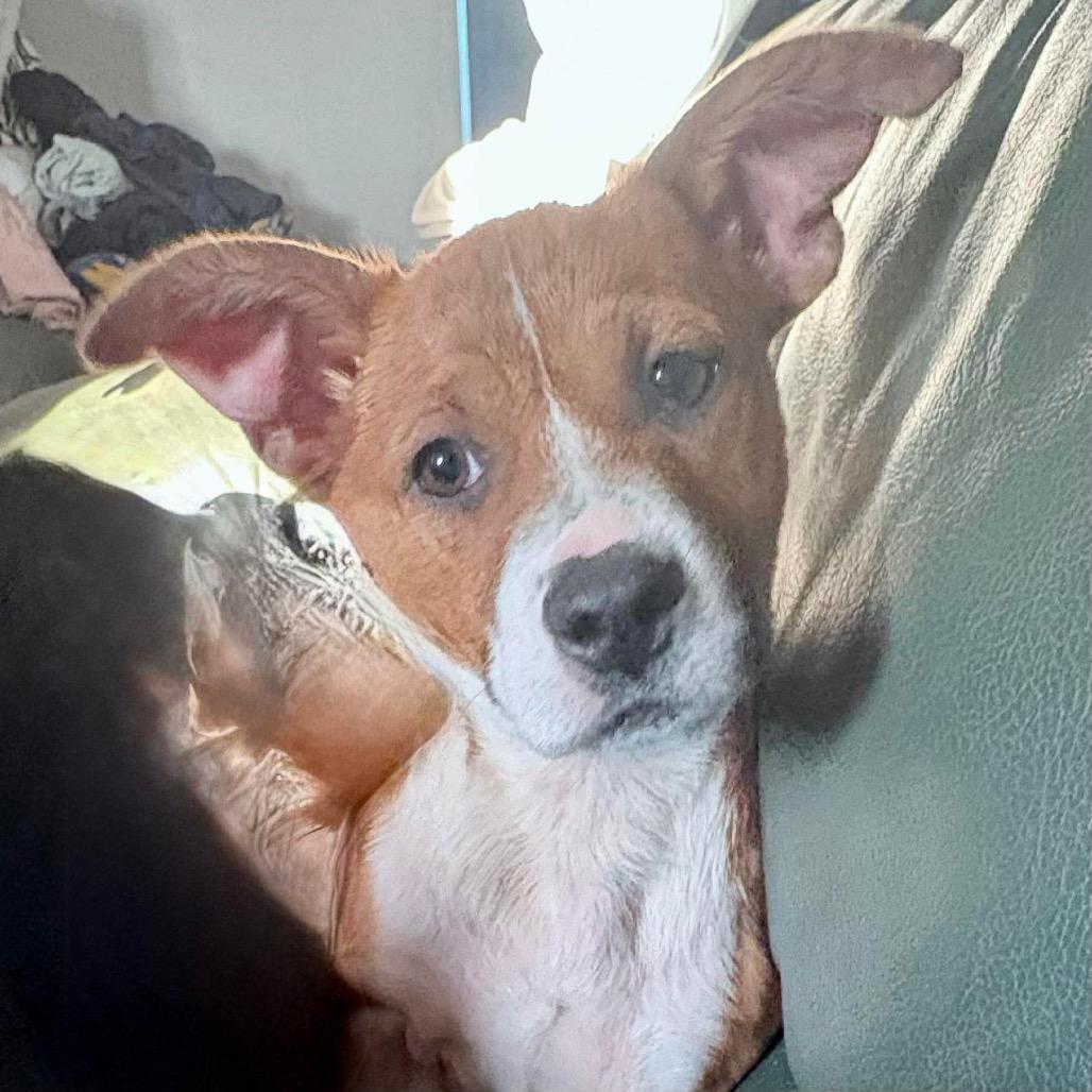 Peggy, a Adoptable mixed breed in Overland Park, KS image 3/3