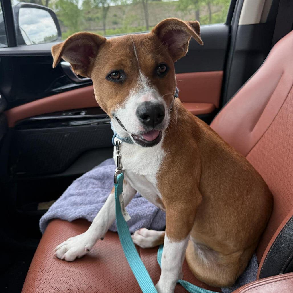Enlarge Peggy, a Adoptable mixed breed in Overland Park, KS image 5/5