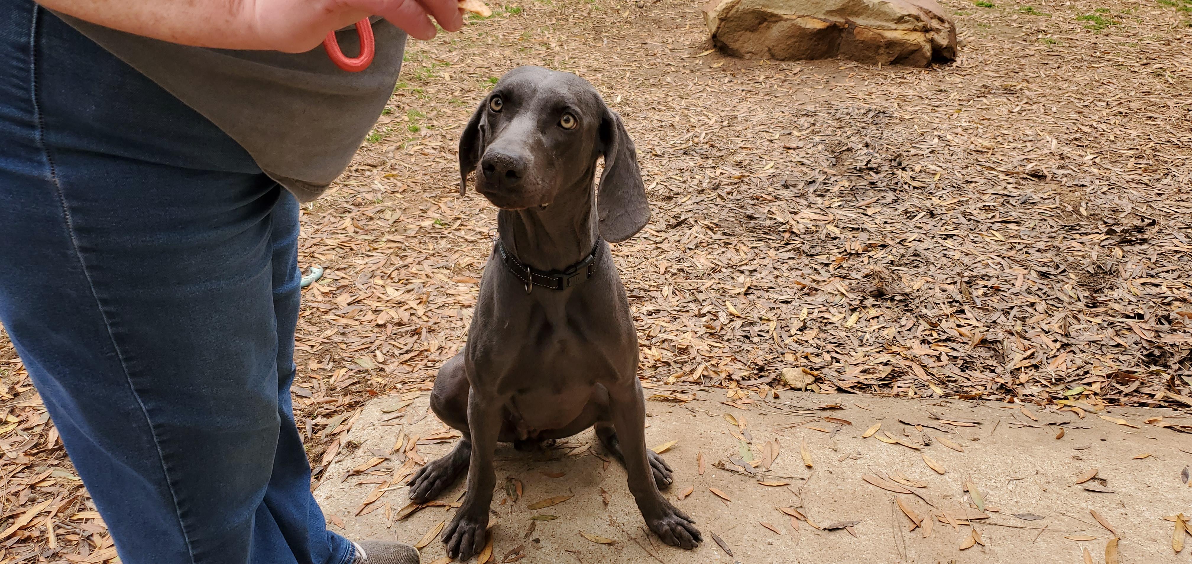 Enlarge Sealy, a Adoptable Weimaraner in Birmingham, AL image 5/6