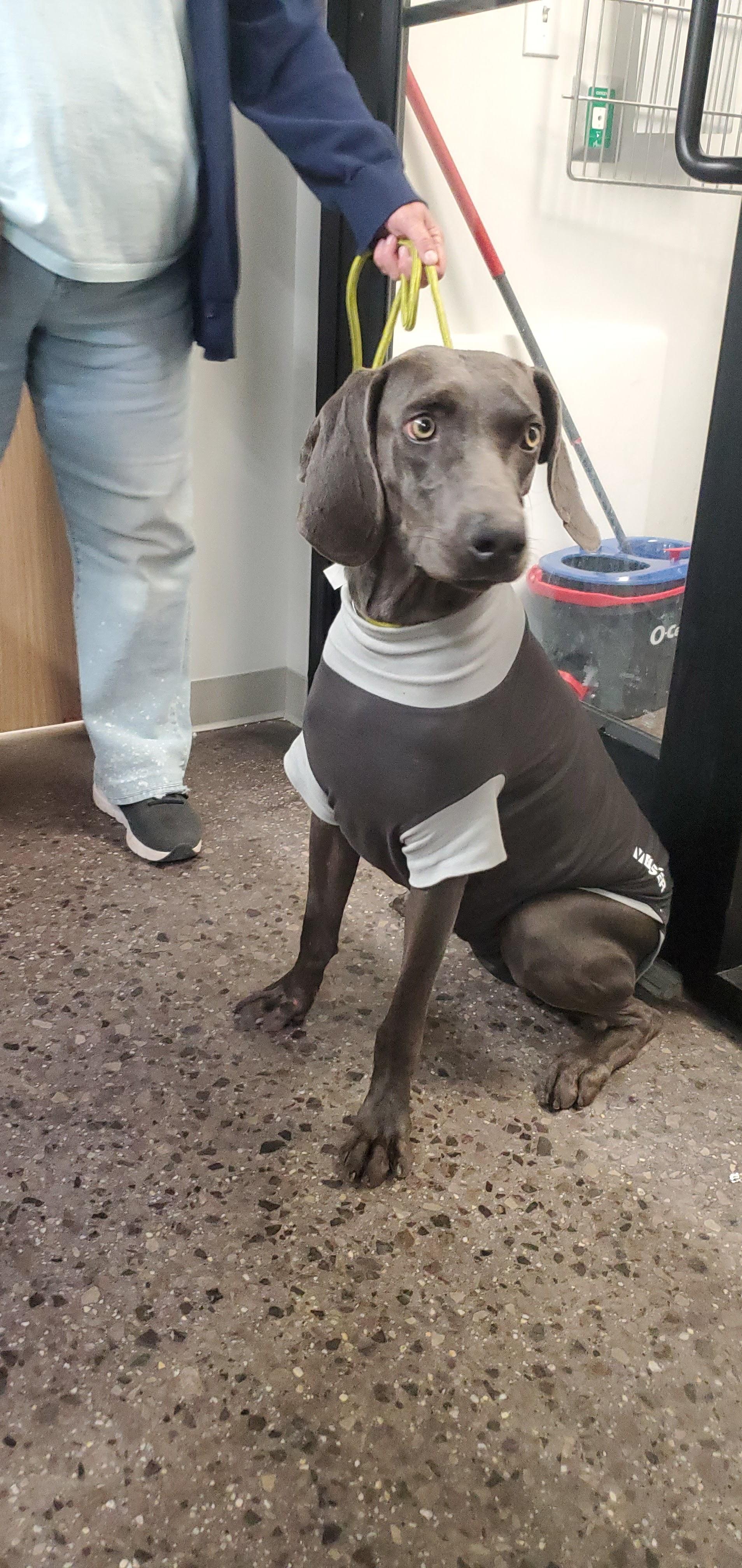 Sealy, a Adoptable Weimaraner in Birmingham, AL image 1/4