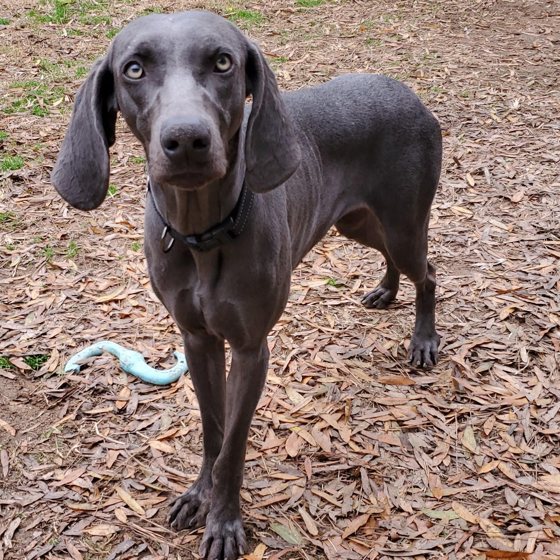 Enlarge Sealy, a Adoptable Weimaraner in Birmingham, AL image 1/6