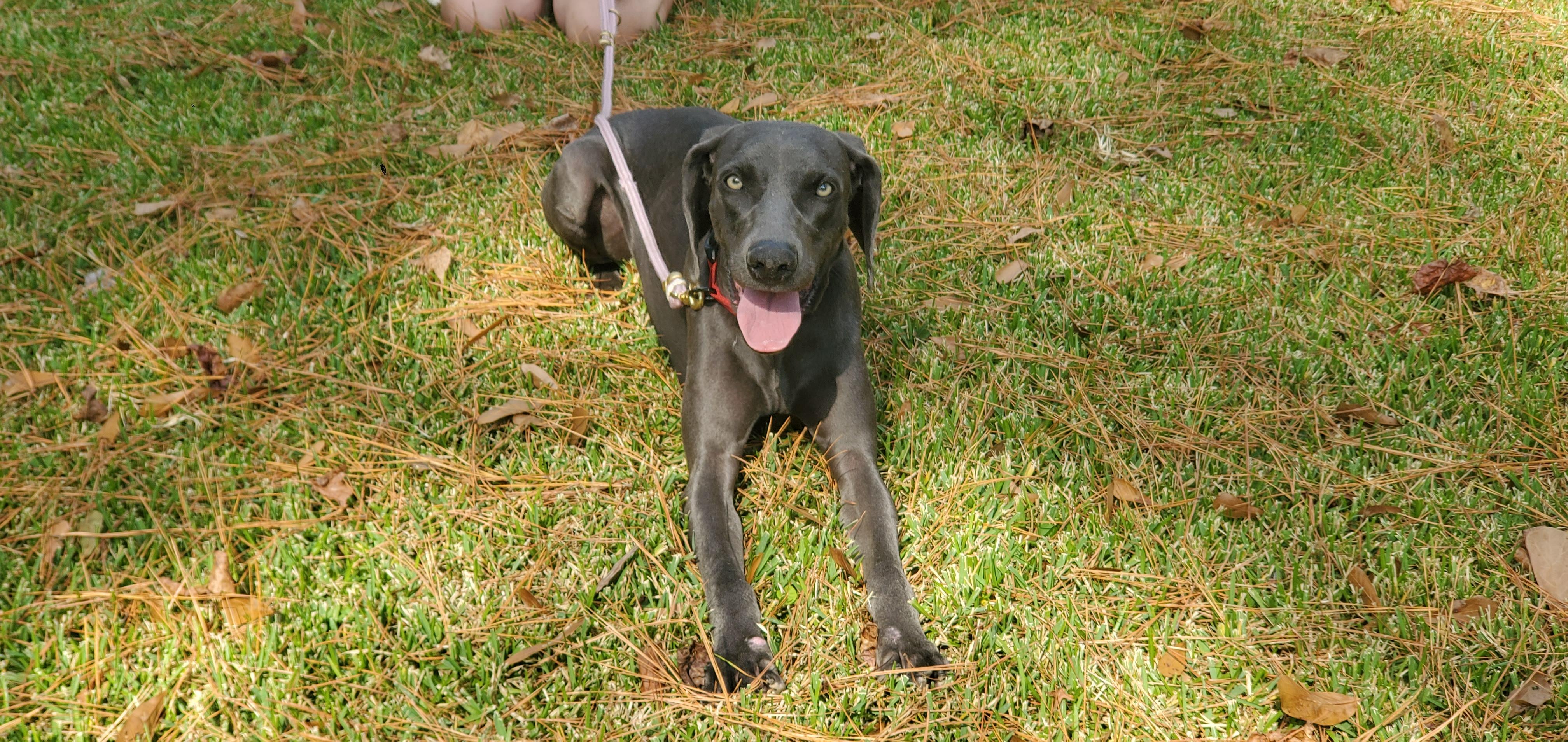 Sealy, a Adoptable Weimaraner in Birmingham, AL image 2/4