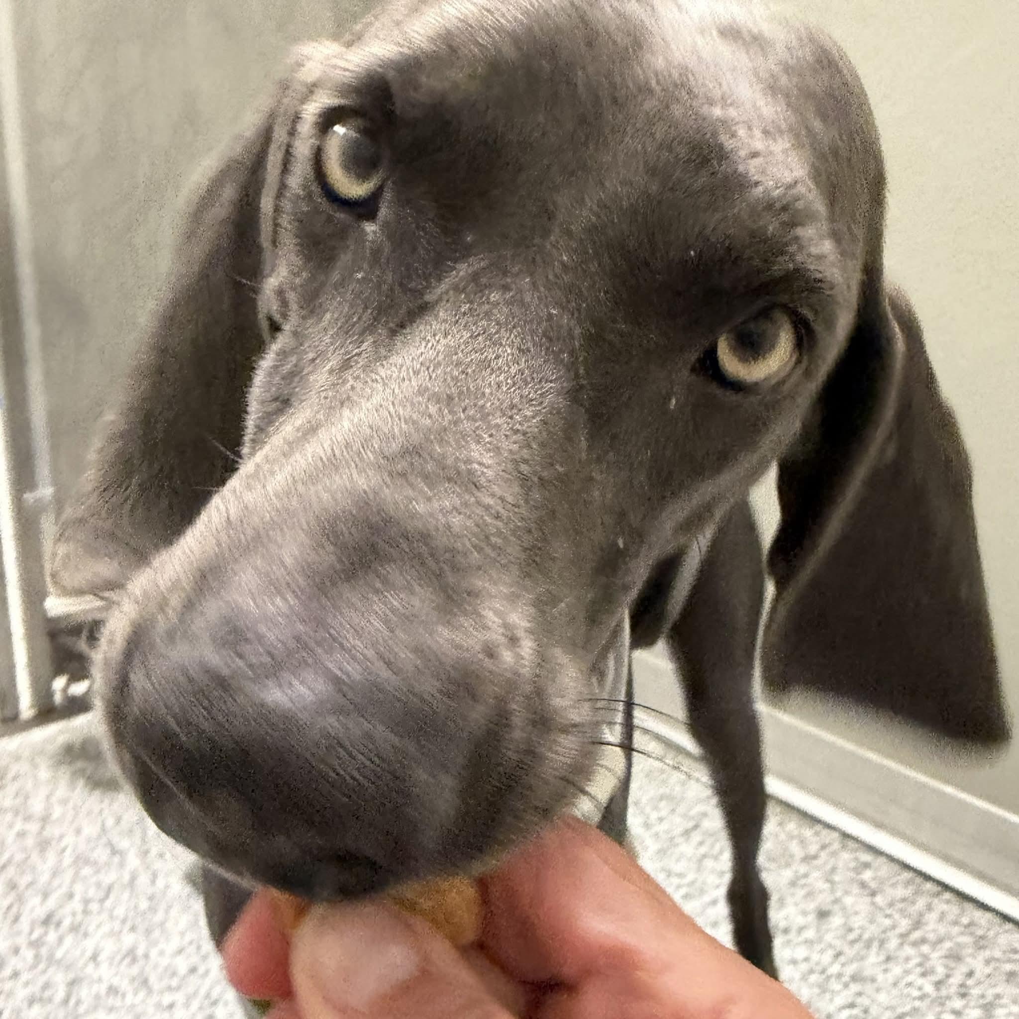 Sealy, a Adoptable Weimaraner in Birmingham, AL image 3/4