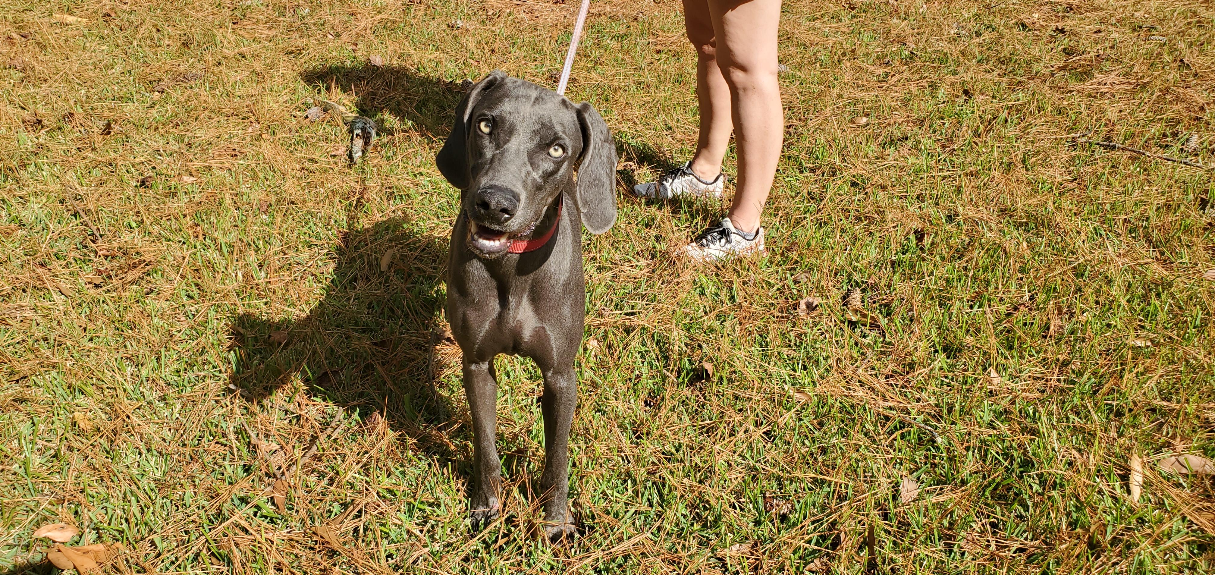 Sealy, a Adoptable Weimaraner in Birmingham, AL image 4/4