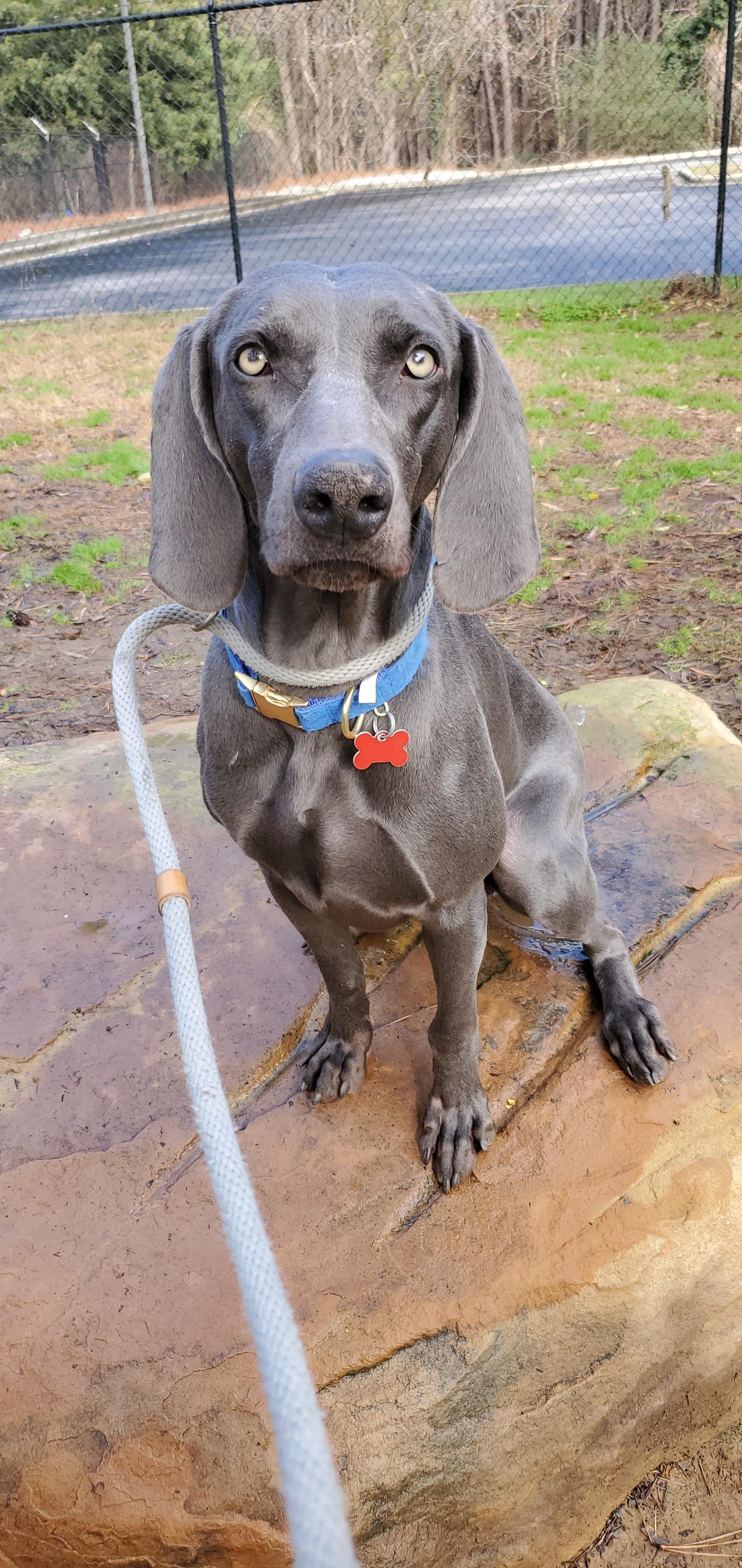Enlarge Sealy, a Adoptable Weimaraner in Birmingham, AL image 6/6