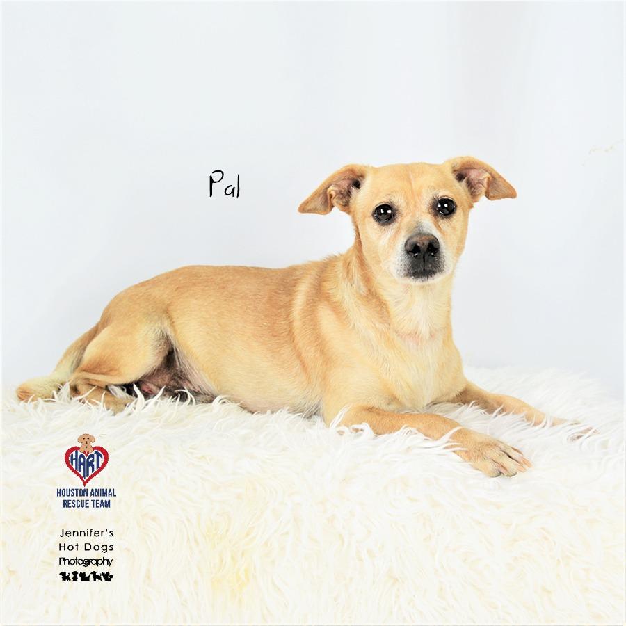 Pal, Adoptable, Senior Male Chihuahua & Dachshund.