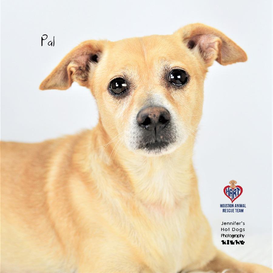 Pal, Adoptable, Senior Male Chihuahua & Dachshund.