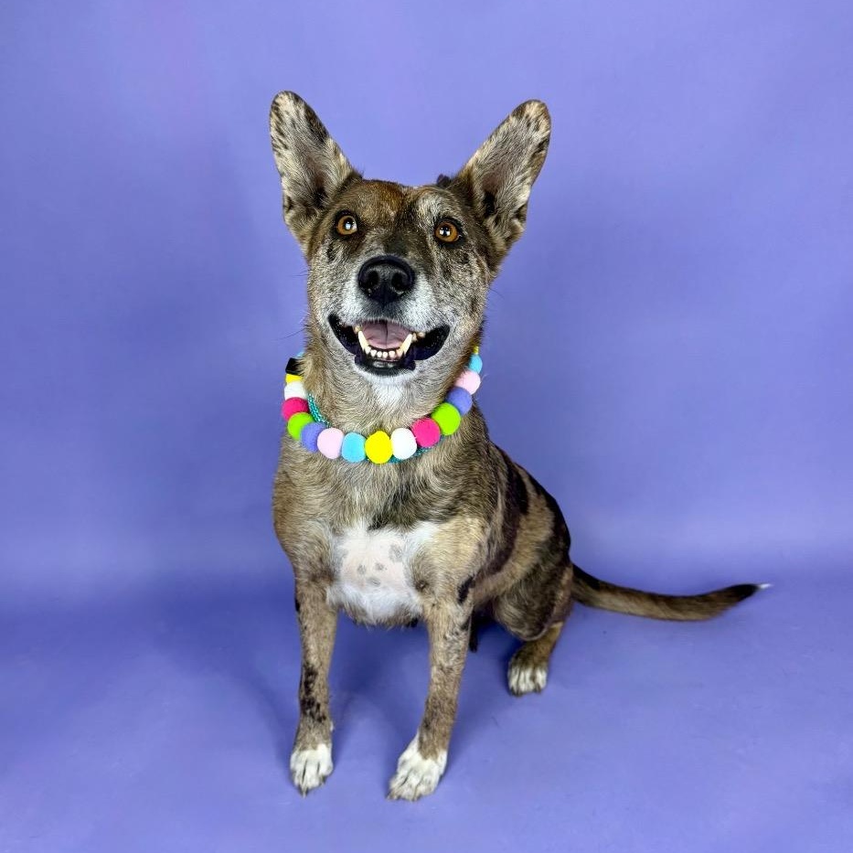 Enlarge Monet, a ADOPTABLE mixed breed in Alvin, TX image 1/6