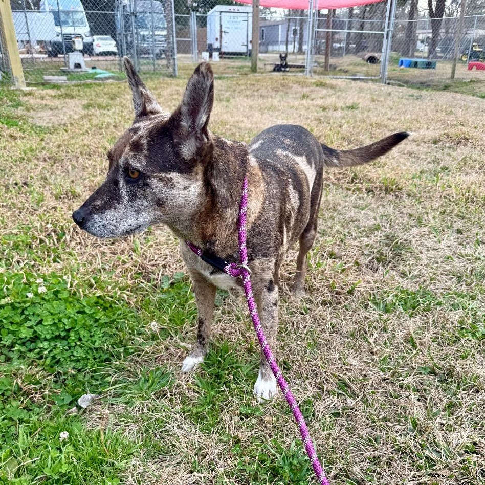 Enlarge Monet, a ADOPTABLE mixed breed in Alvin, TX image 3/6