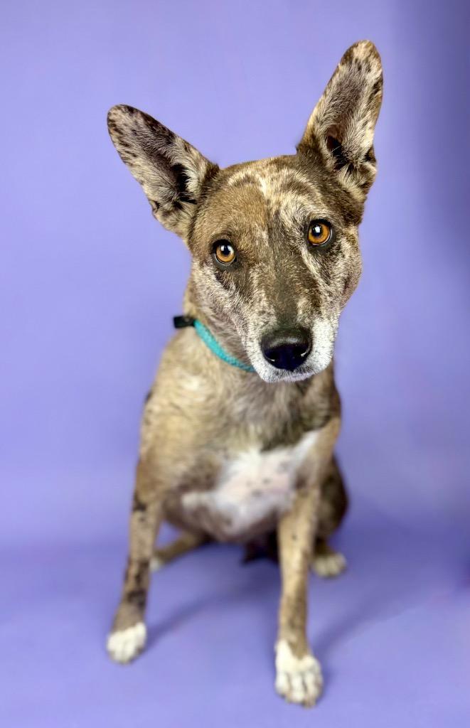 Enlarge Monet, a ADOPTABLE mixed breed in Alvin, TX image 6/6