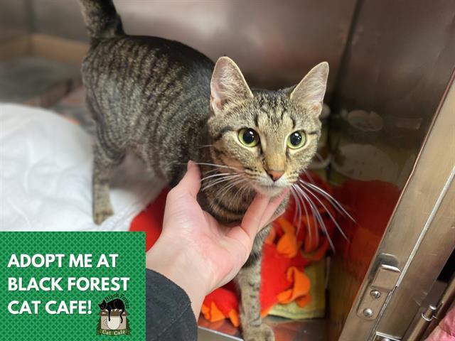 DIXIE, Adoptable, Young Female Domestic Short Hair.