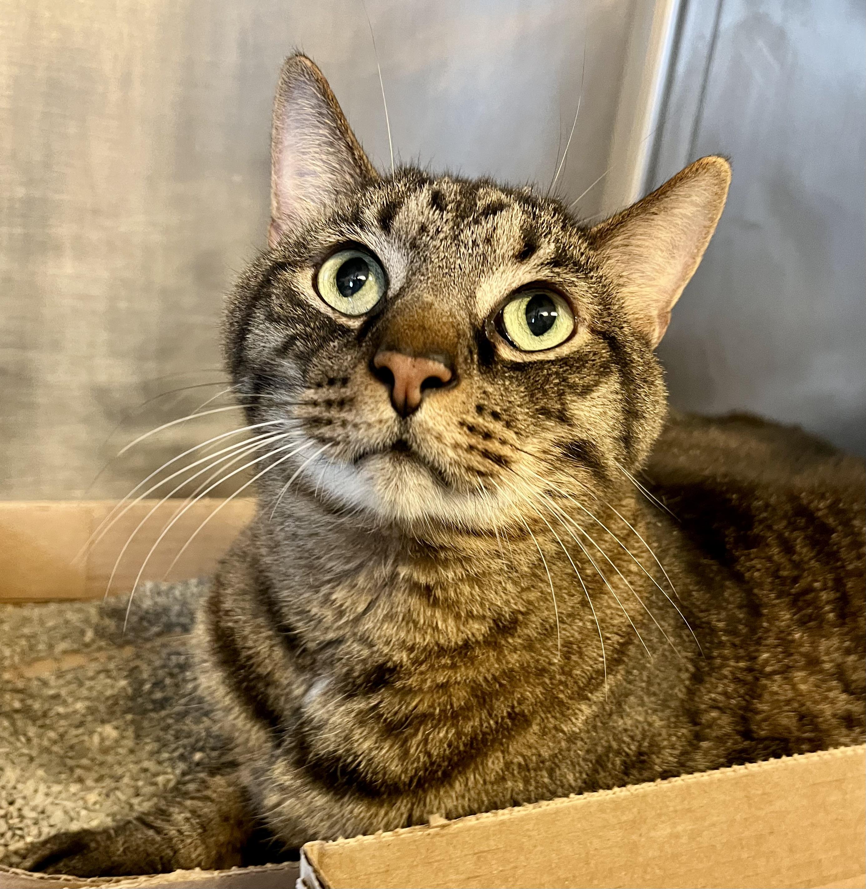 Little Bill, Adult Male Domestic Short Hair