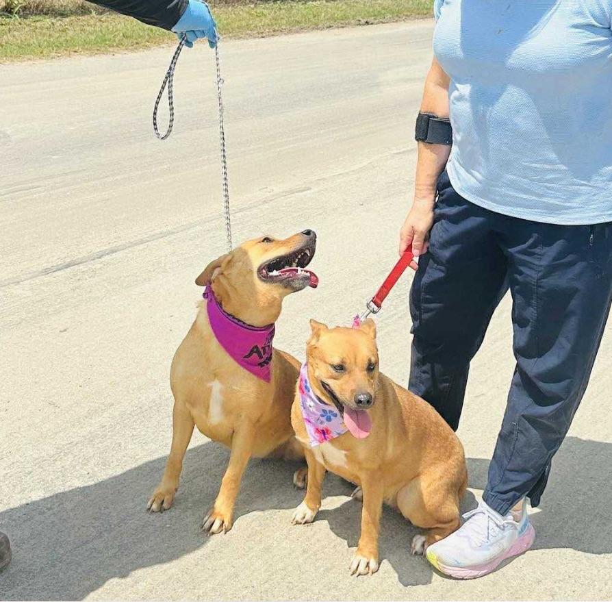 Lil Mama, a Adoptable mixed breed in Woodstock, ON image 6/6