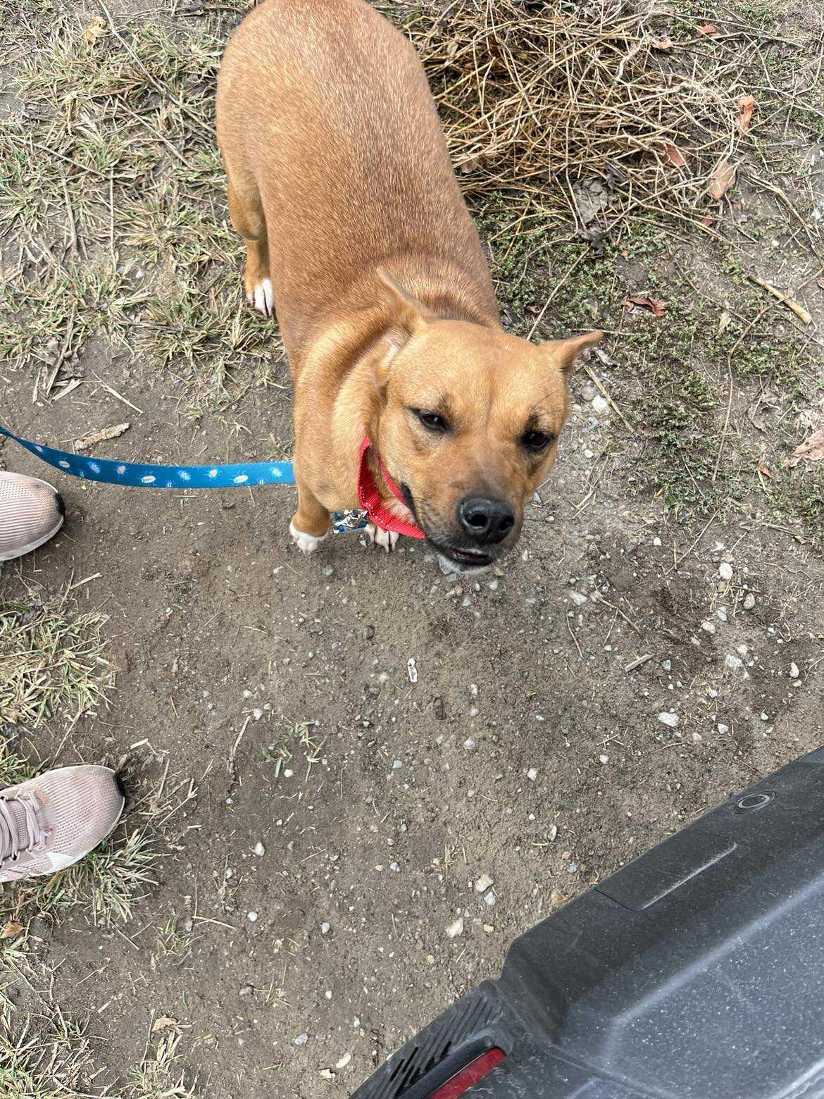 Lil Mama, a Adoptable mixed breed in Woodstock, ON image 4/6