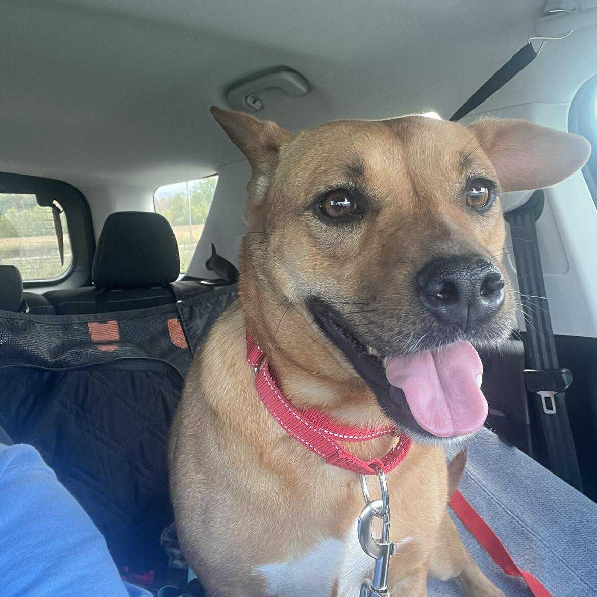 Lil Mama, a Adoptable mixed breed in Woodstock, ON image 1/6