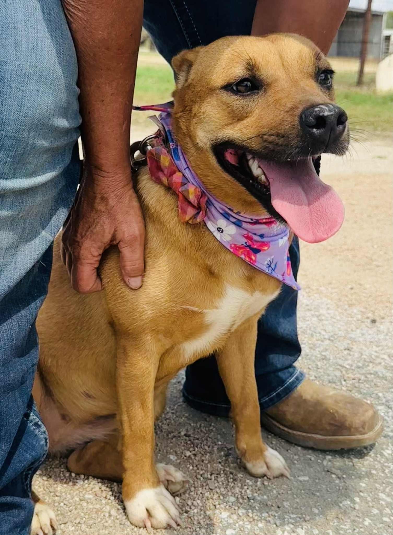 Lil Mama, a Adoptable mixed breed in Woodstock, ON image 5/6