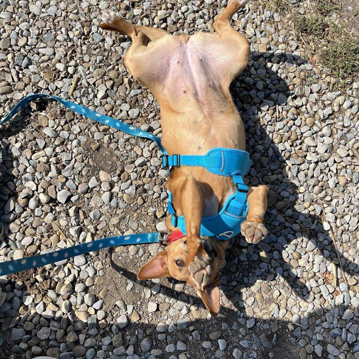 Lil Mama, a Adoptable mixed breed in Woodstock, ON image 3/6