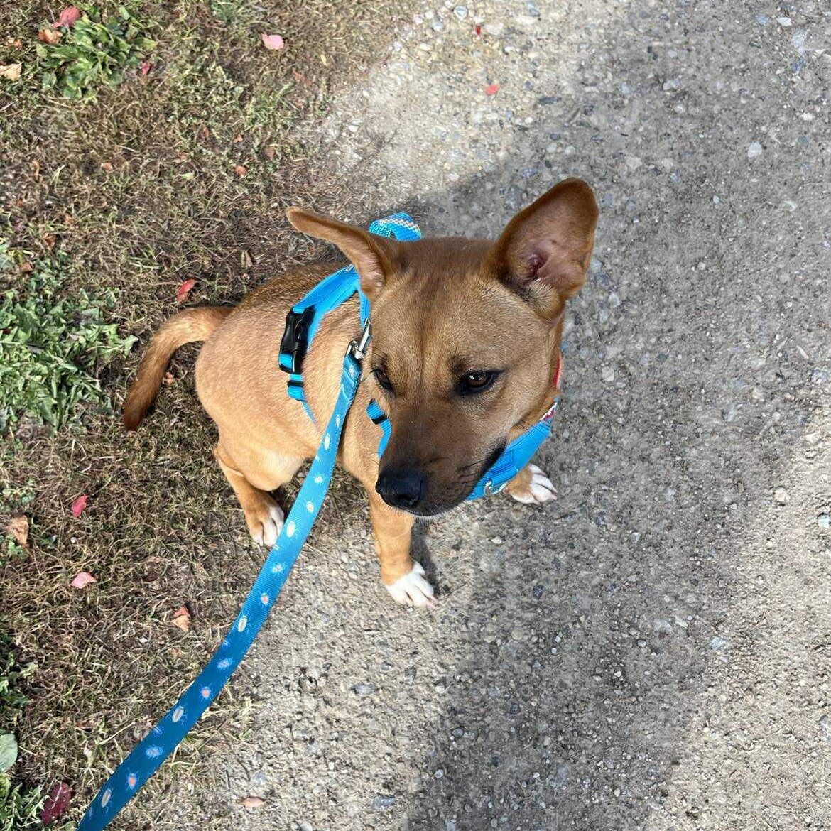 Lil Mama, a Adoptable mixed breed in Woodstock, ON image 2/6