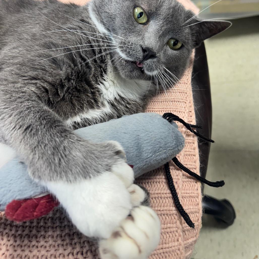 Mia, a Adoptable Domestic Short Hair in Windsor, VA image 1/4